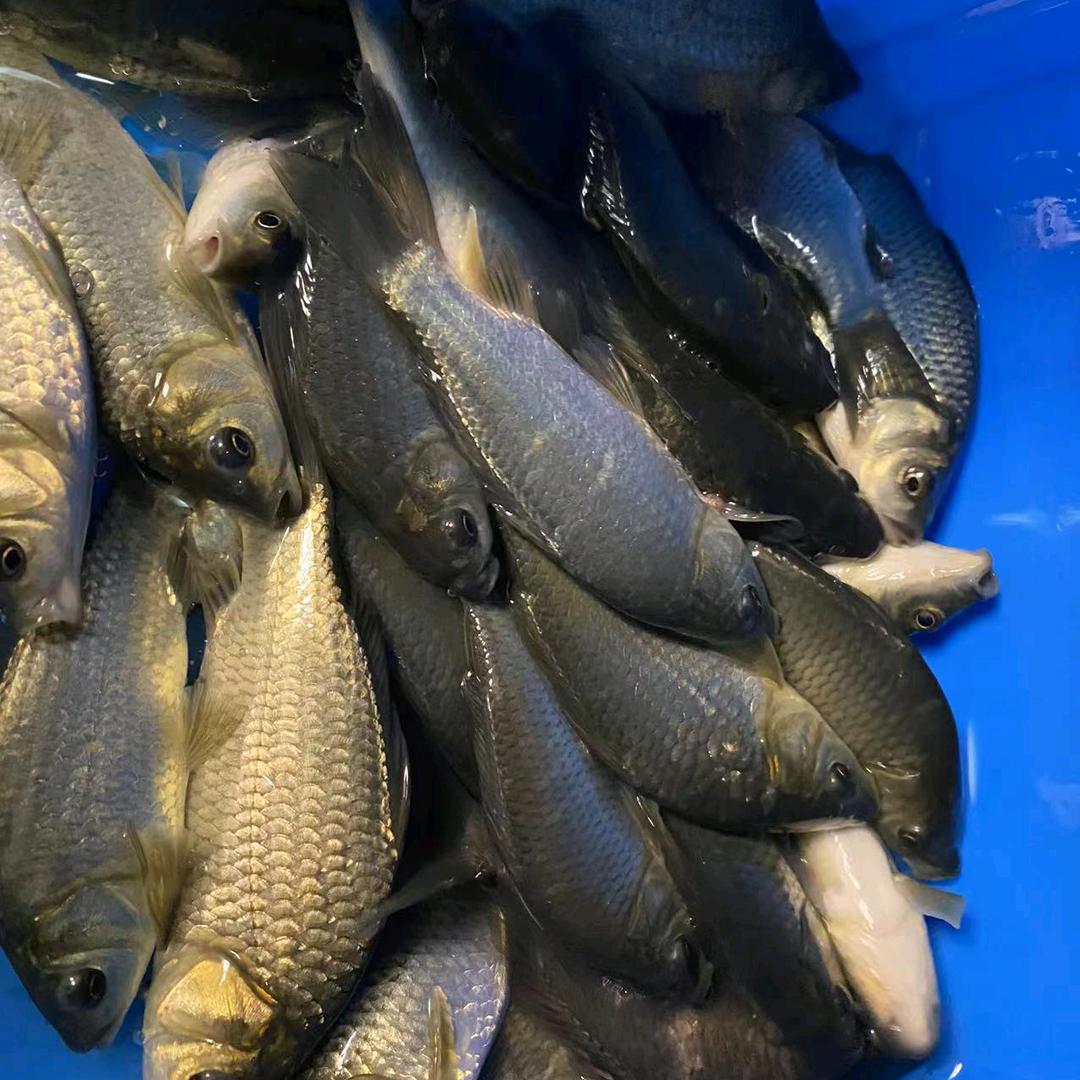 野钓鲫鱼《泡沫逗钓》