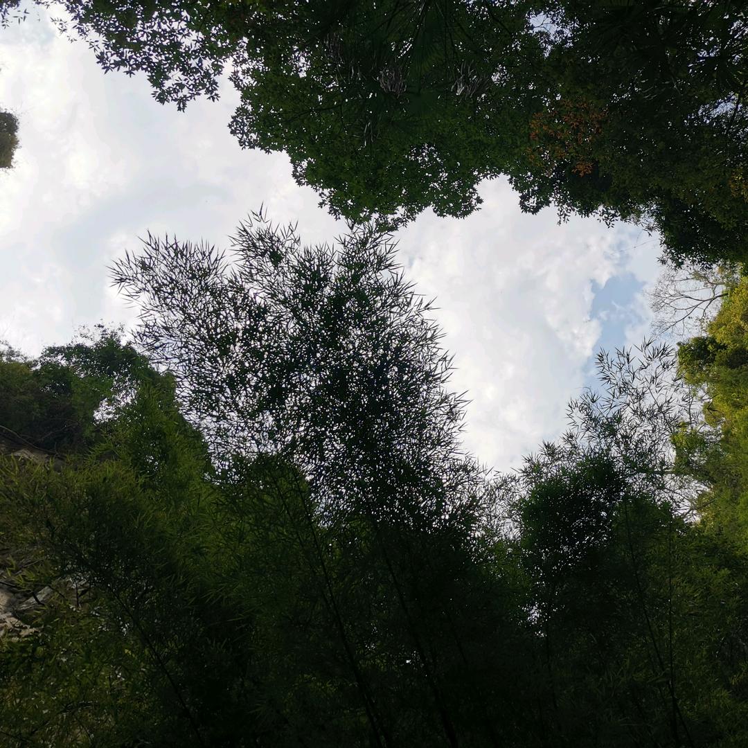 夏晨