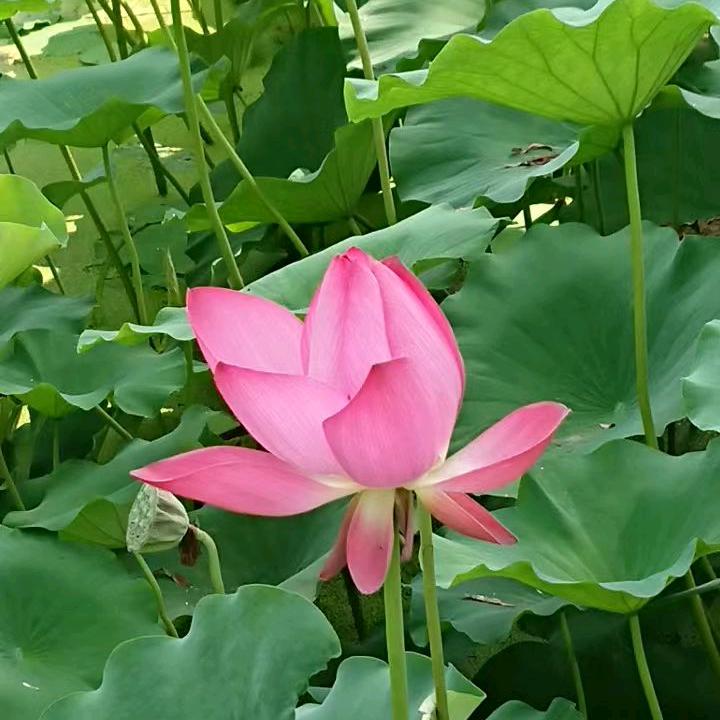 静待花儿开