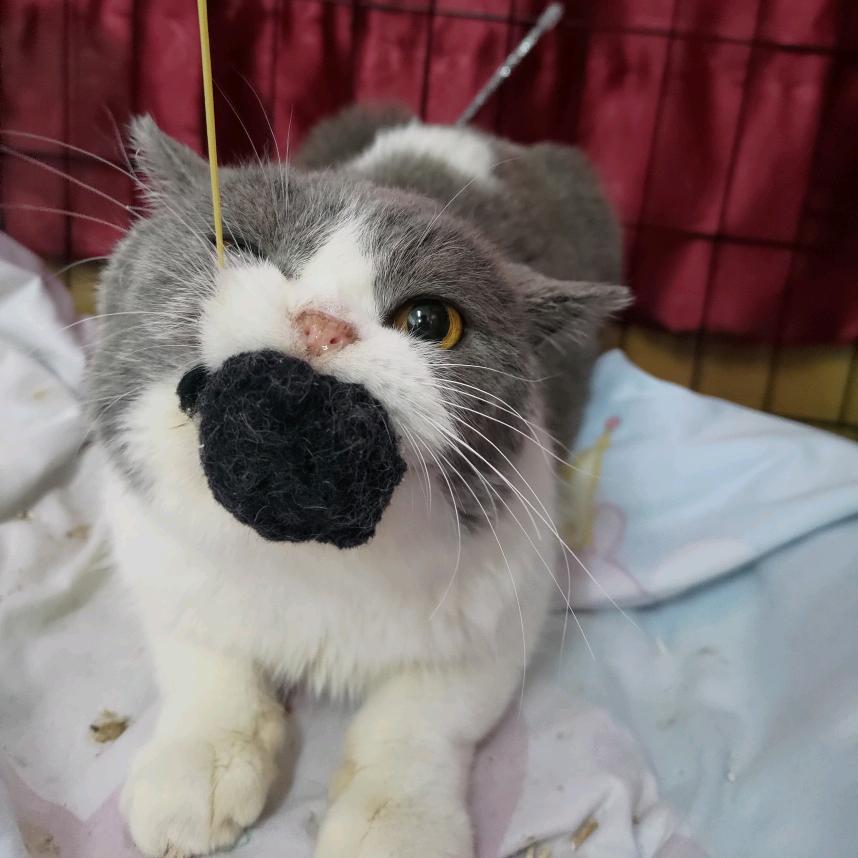 🐱猫大佬