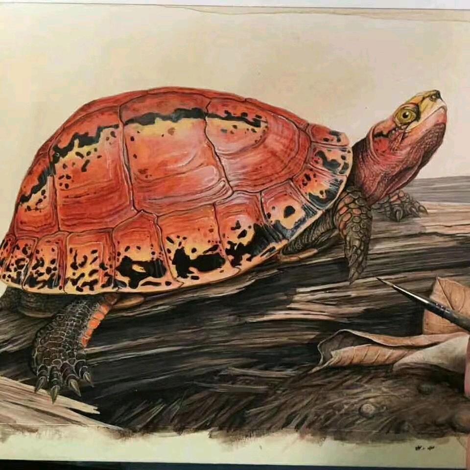 🐶🐱🐢🐟🐰🐸🦜🐍八戒爬爬