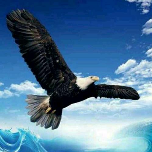 神鹰，AAAAAli🦅