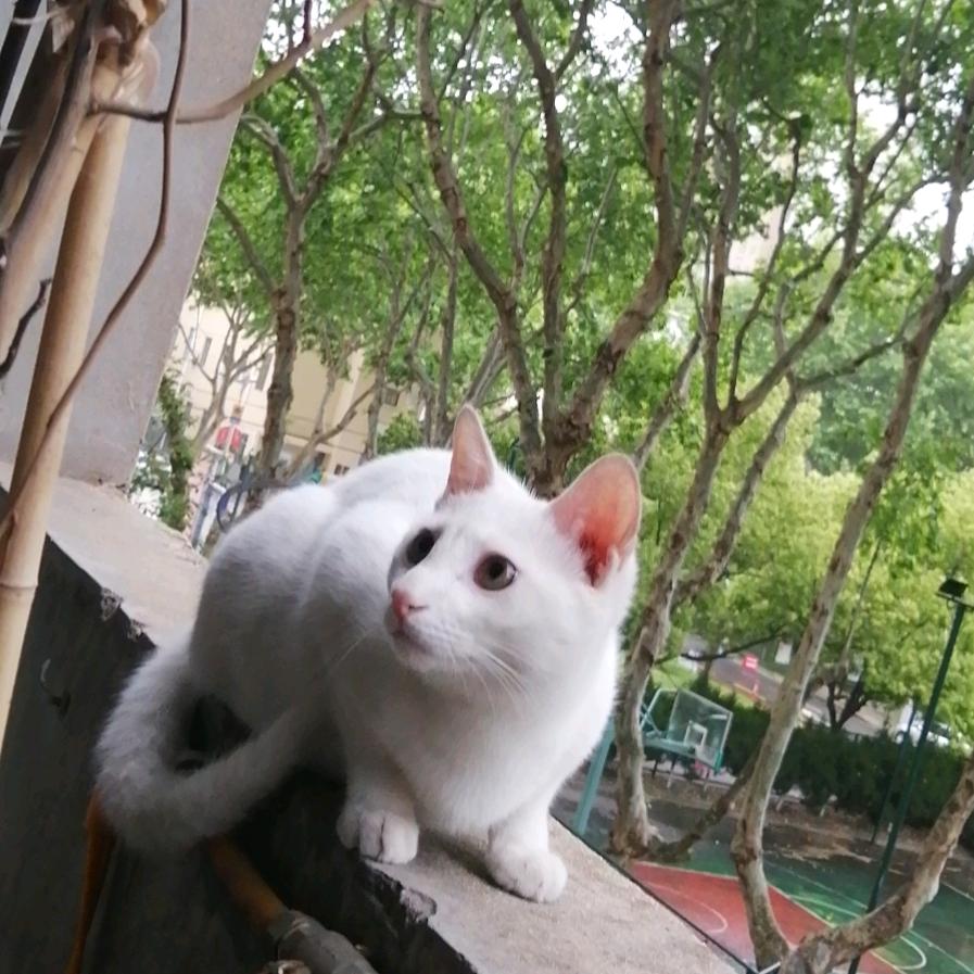 小毛