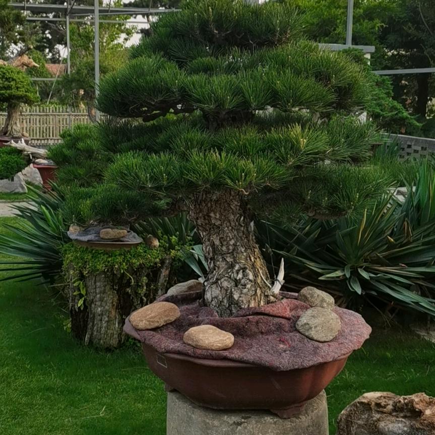 蒙山荣耀