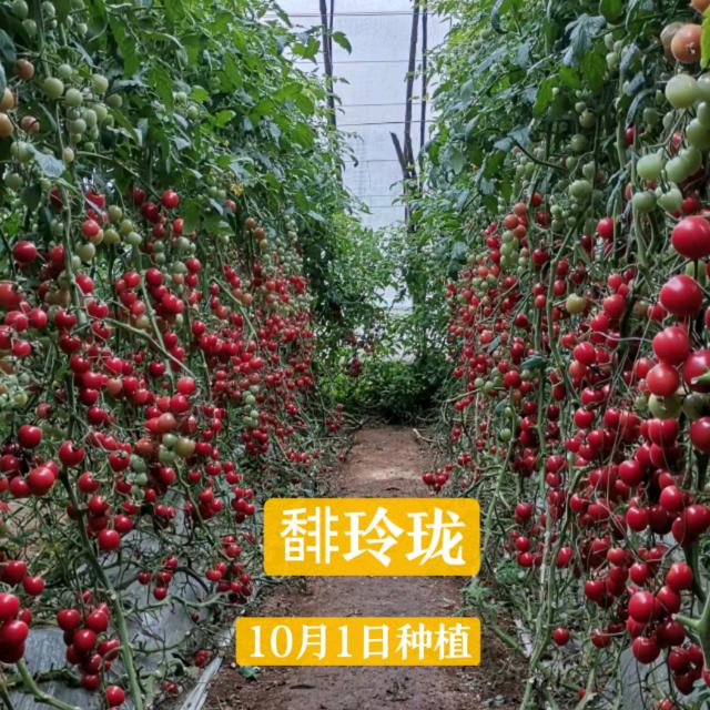 寿光市恒霖农业科技有限公司