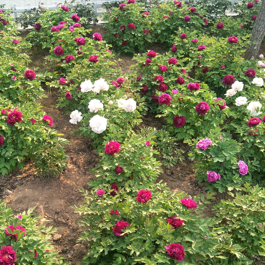 百合花