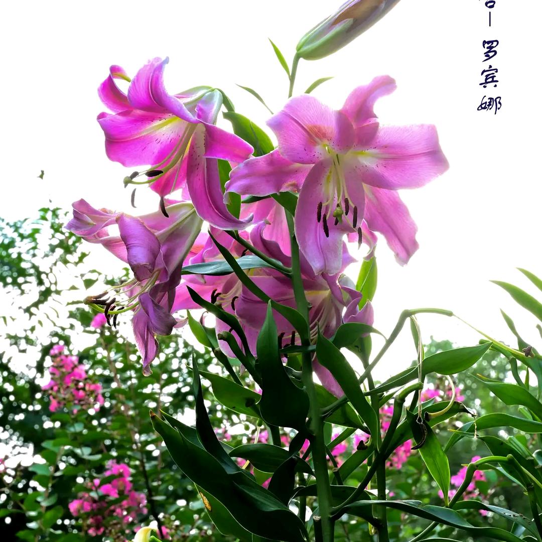 春暖花开