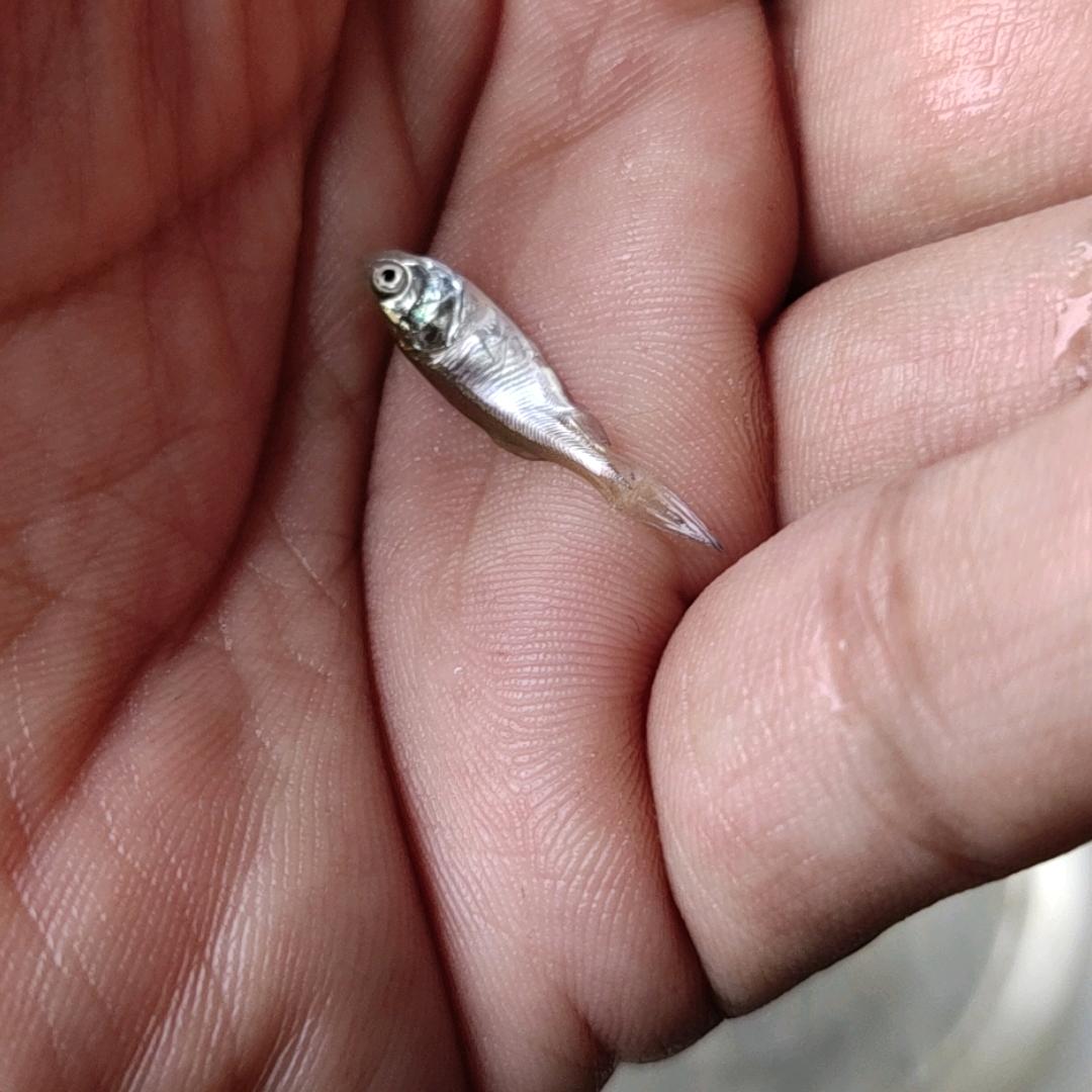 鼠标