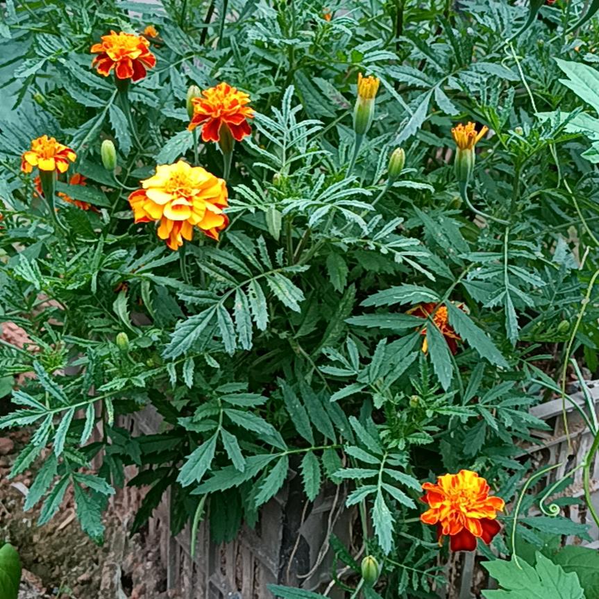 未来的日子会更好