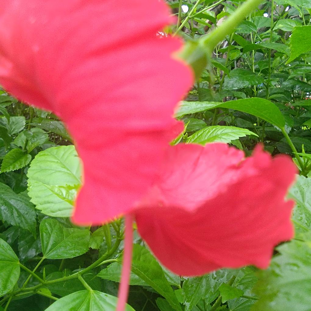 玉