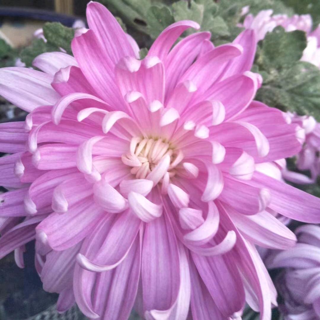 菠萝蜜