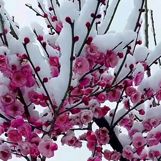 雪梅