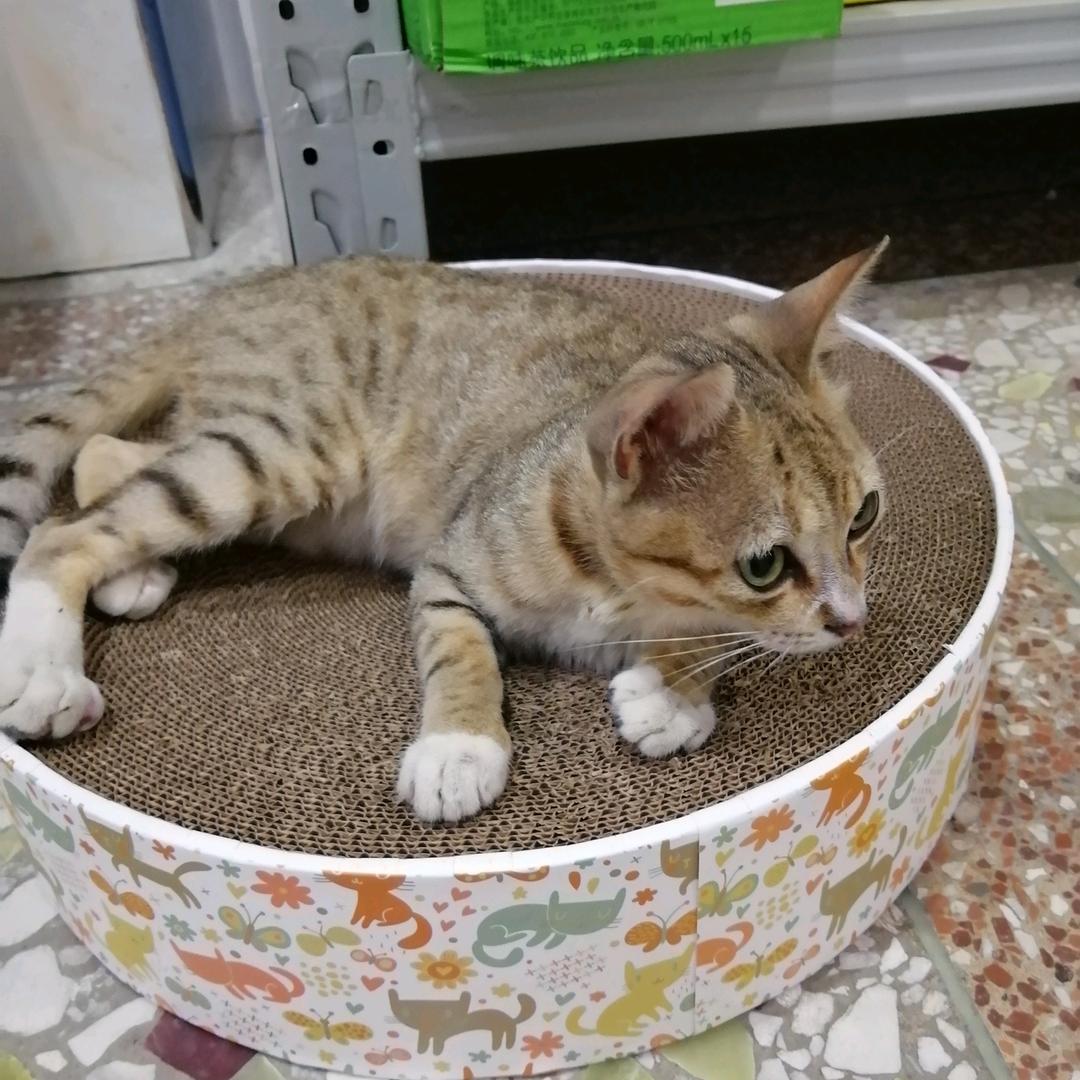 木木