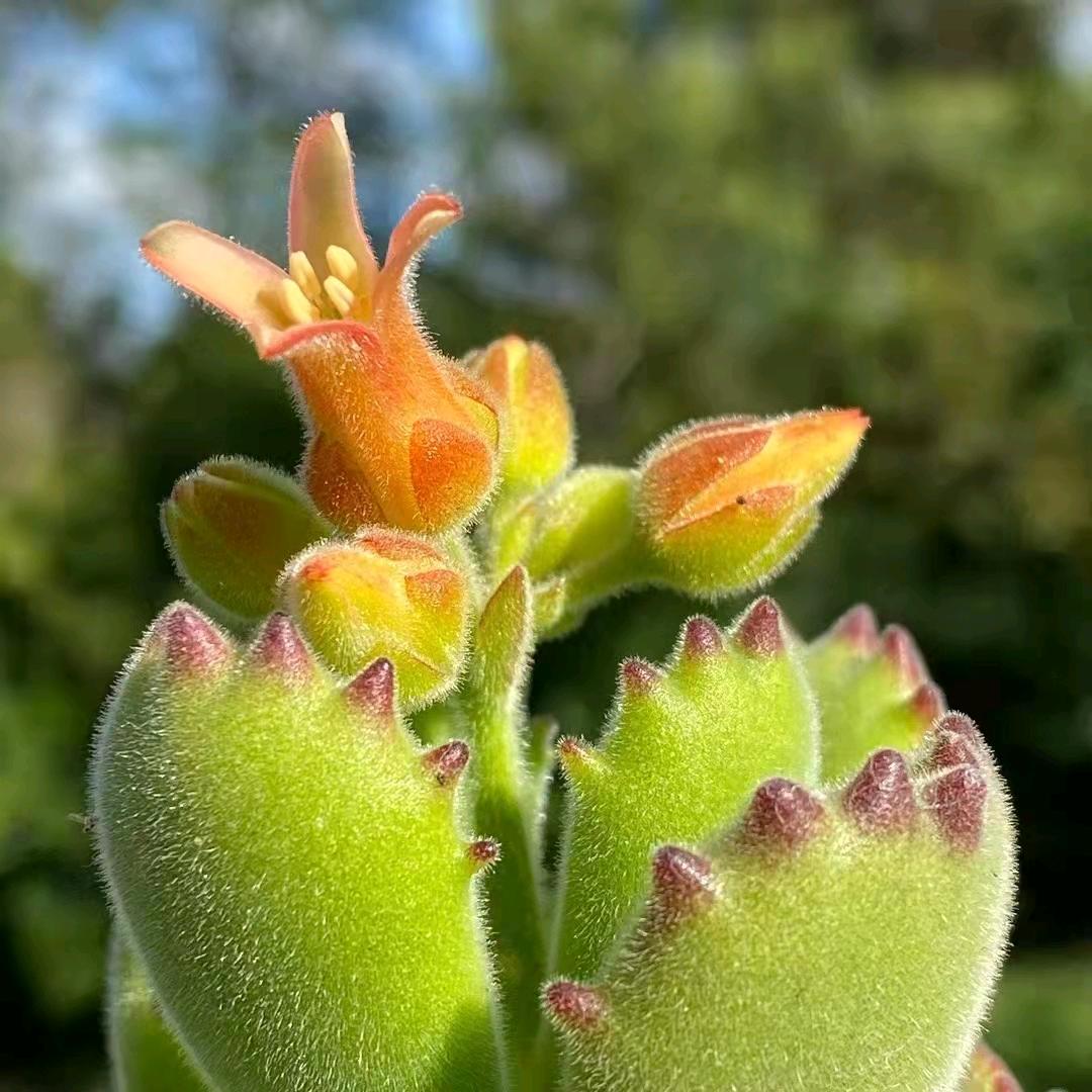 兰花🌸