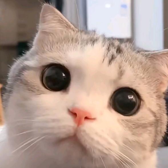 爱吃零食的小馋猫