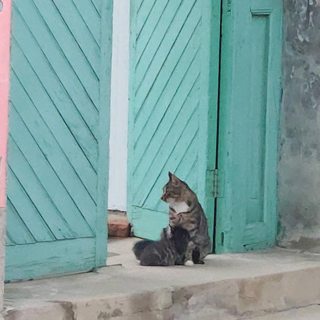 鲁东小阿鹿