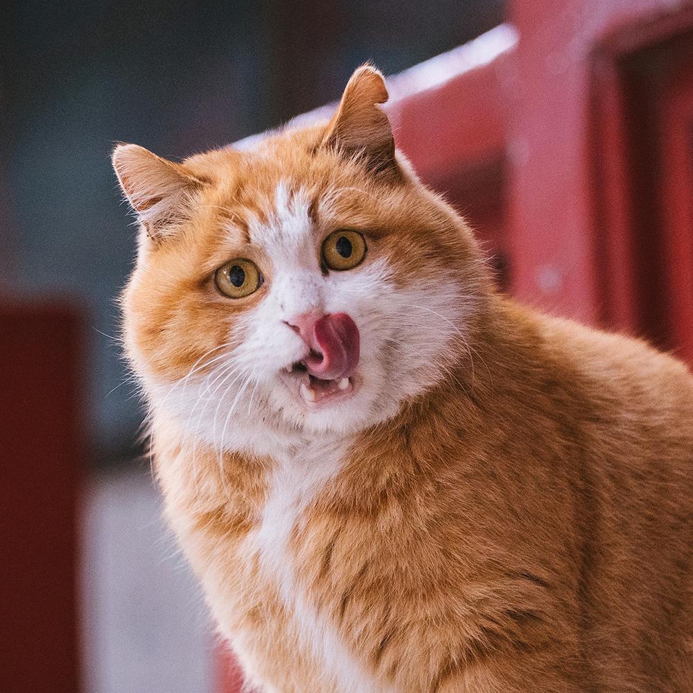 chirswalker