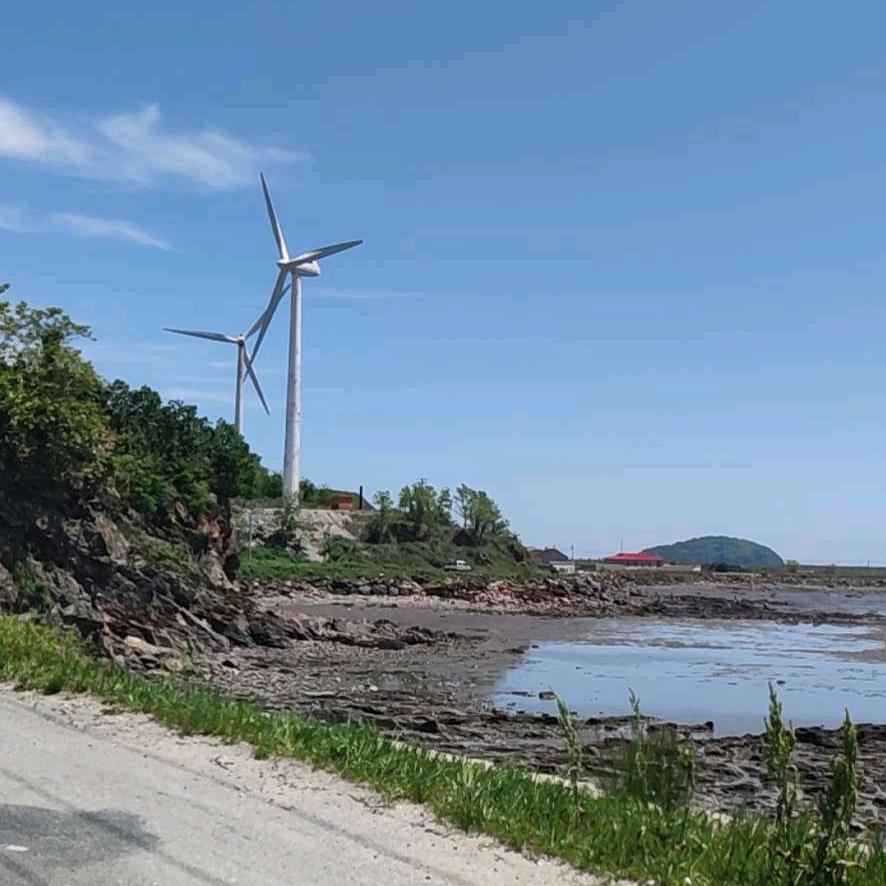 猫🐱一样的老虎🐯