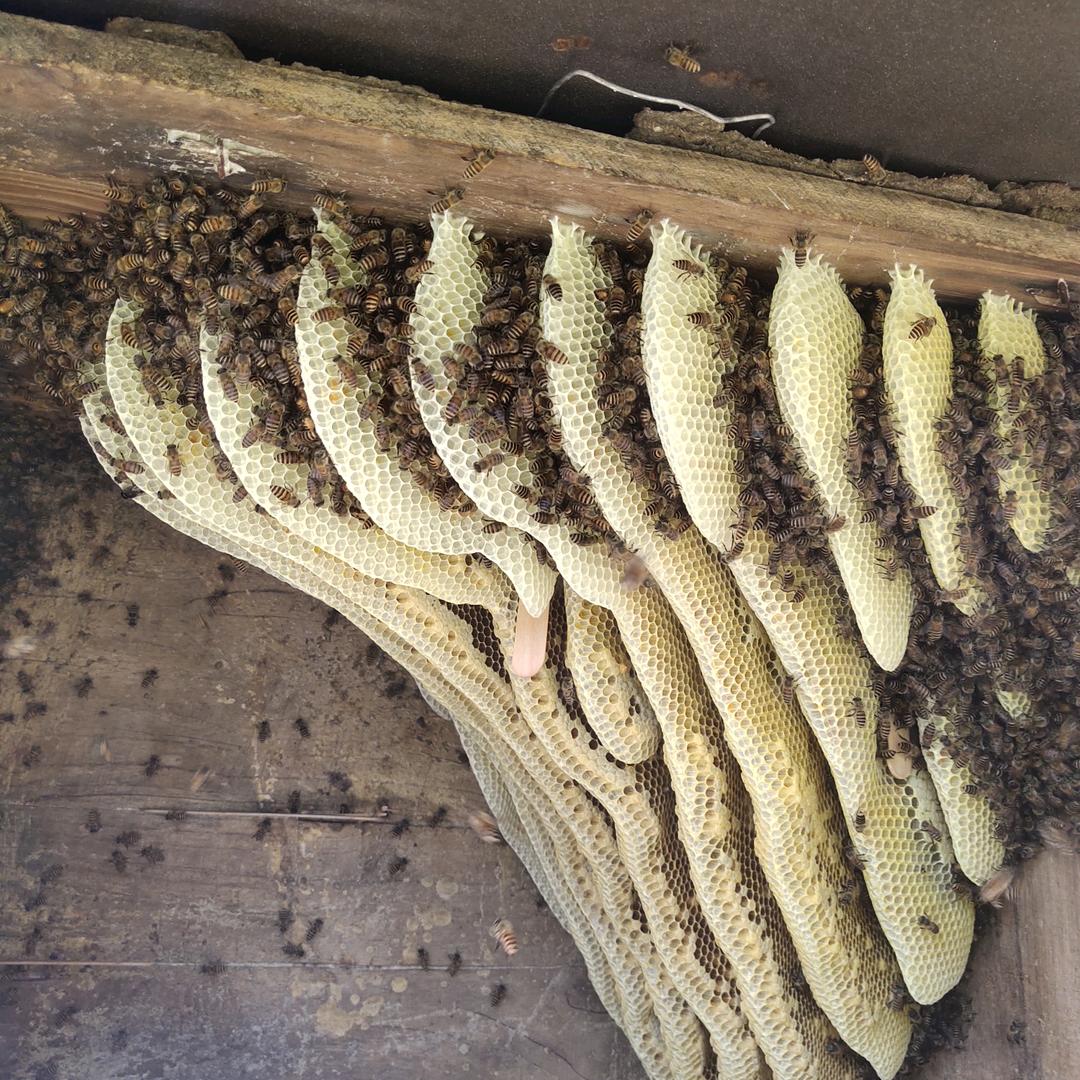 蜂友缘    割德宽