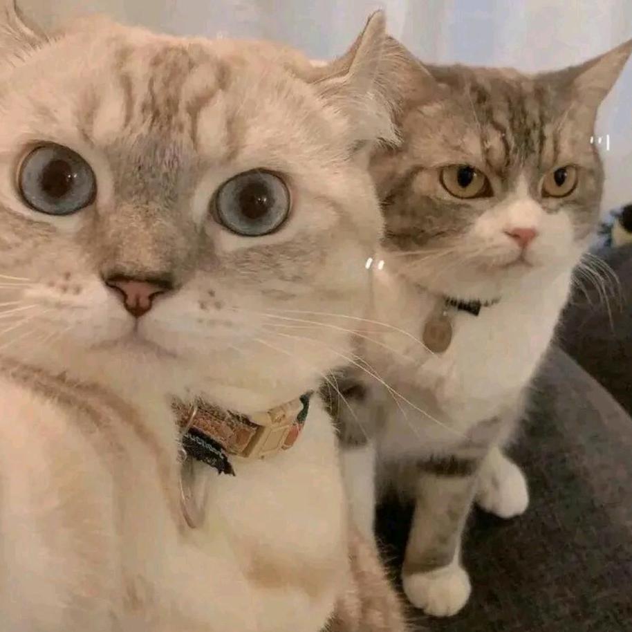 迪士尼在逃公猪