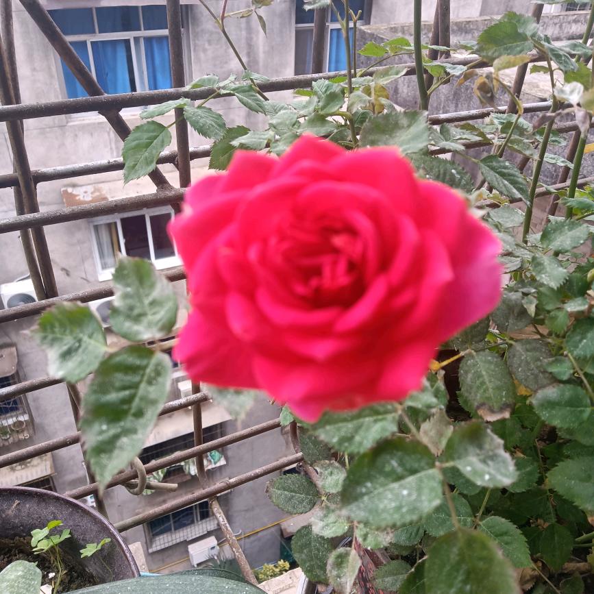 诚实办事，真诚待人