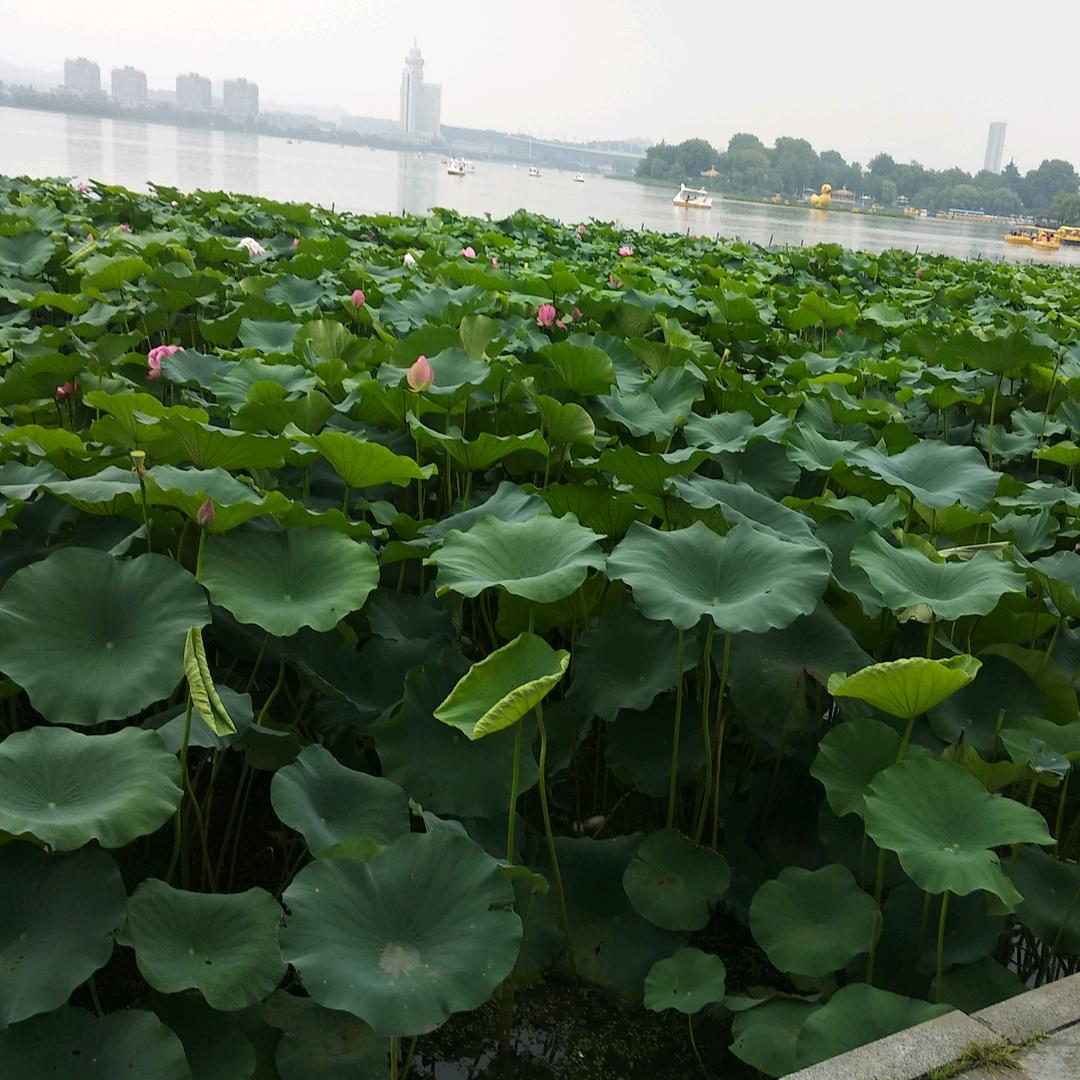 明天更美好（刘家小姐姐）