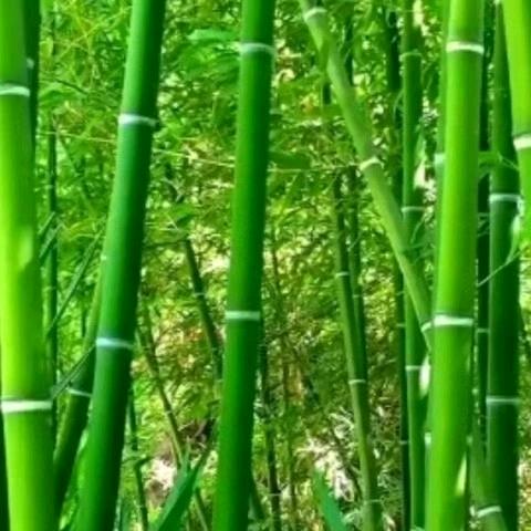 VVV风雨人生路