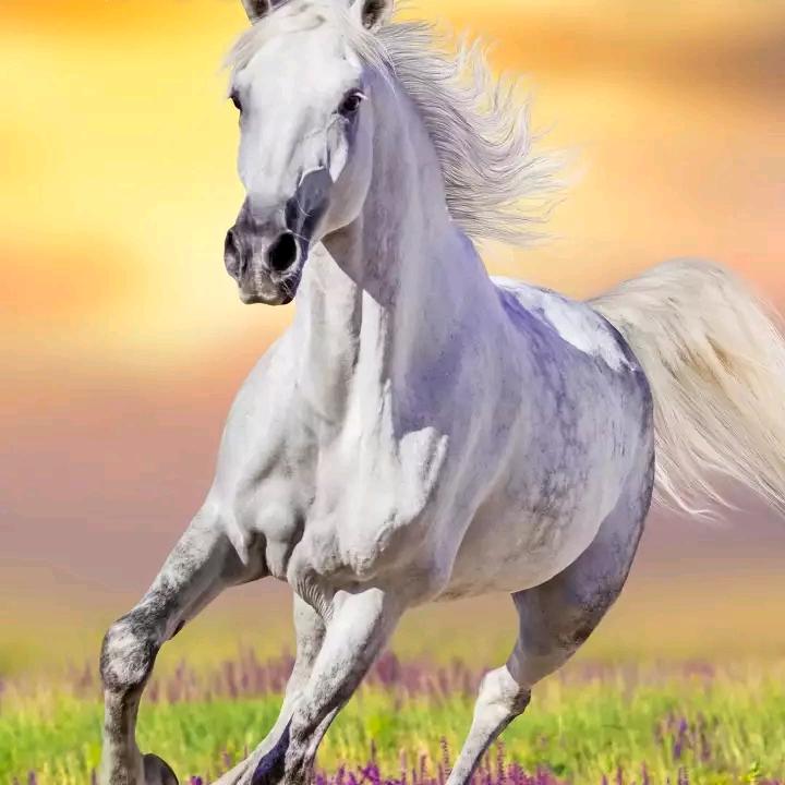 手机用户61227829069