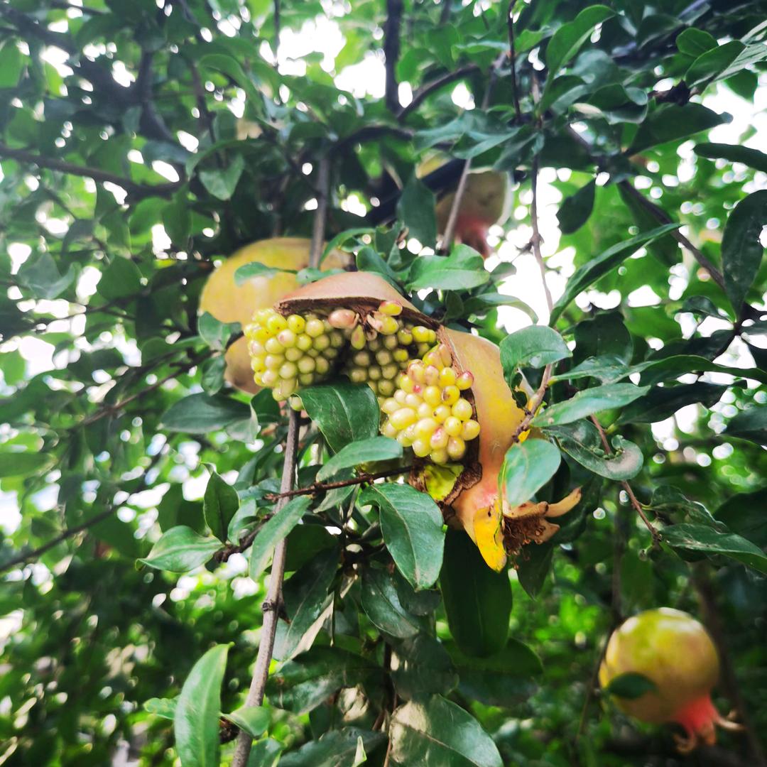 海博