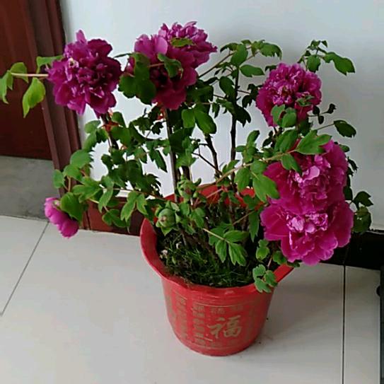 汶上县张姐家政保洁