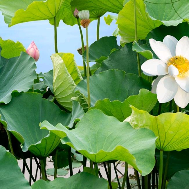 美声电器西乡城西店陈志英