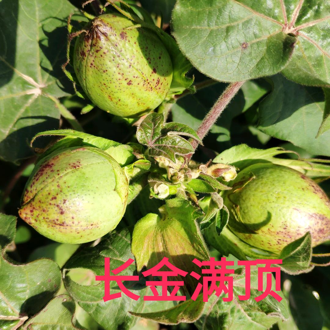 新疆长金棉种业有限公司