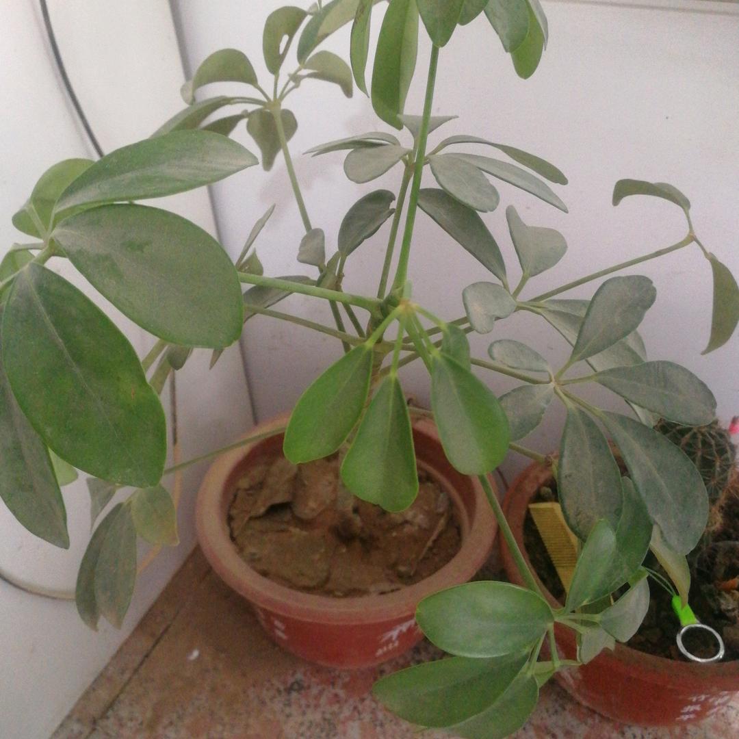 草莓