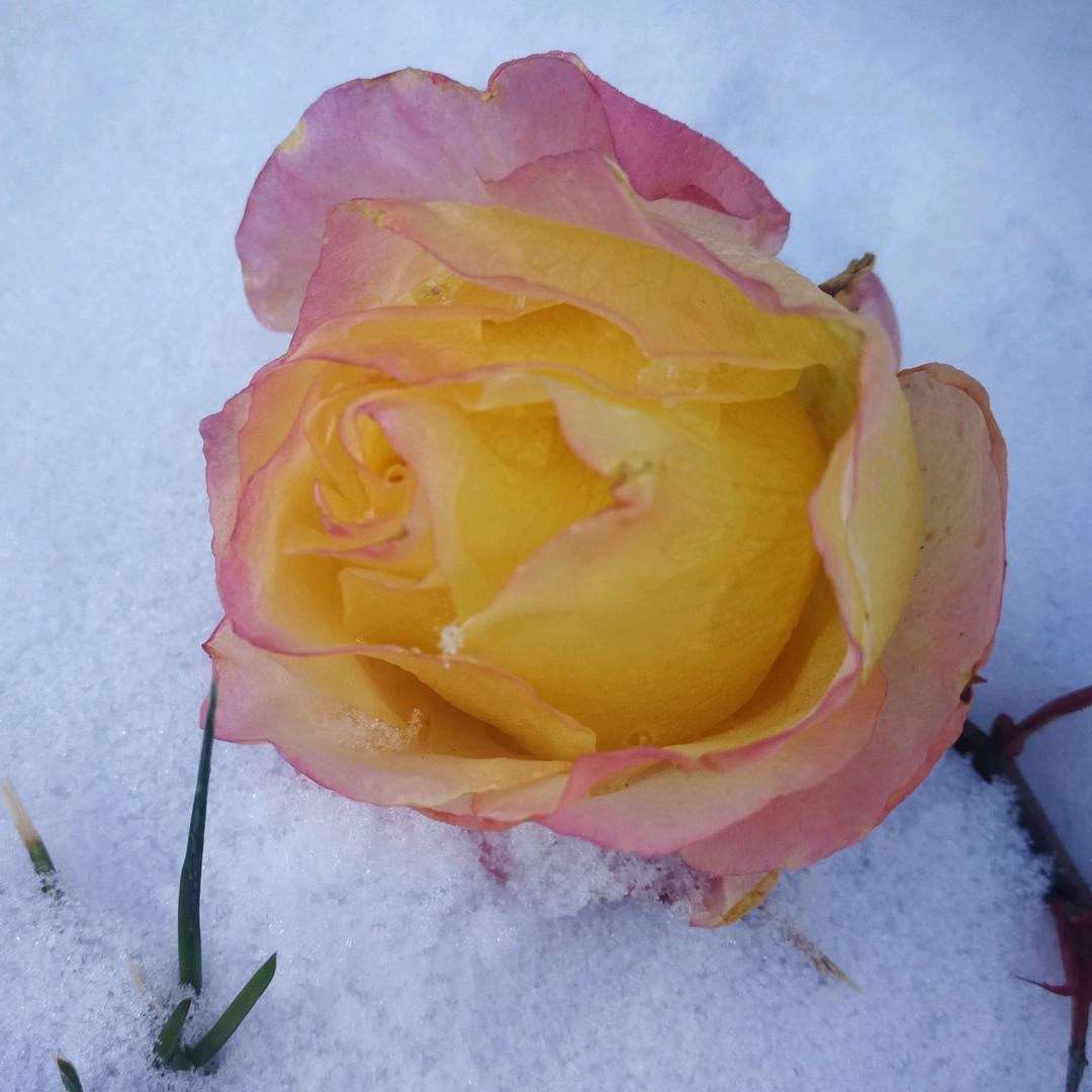雪曦