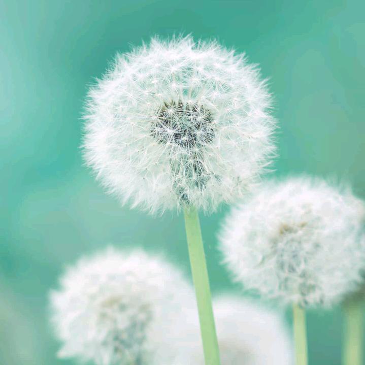 雨露姐（雨露姐大号每天15：50直播