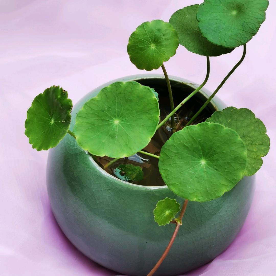 我的小花园