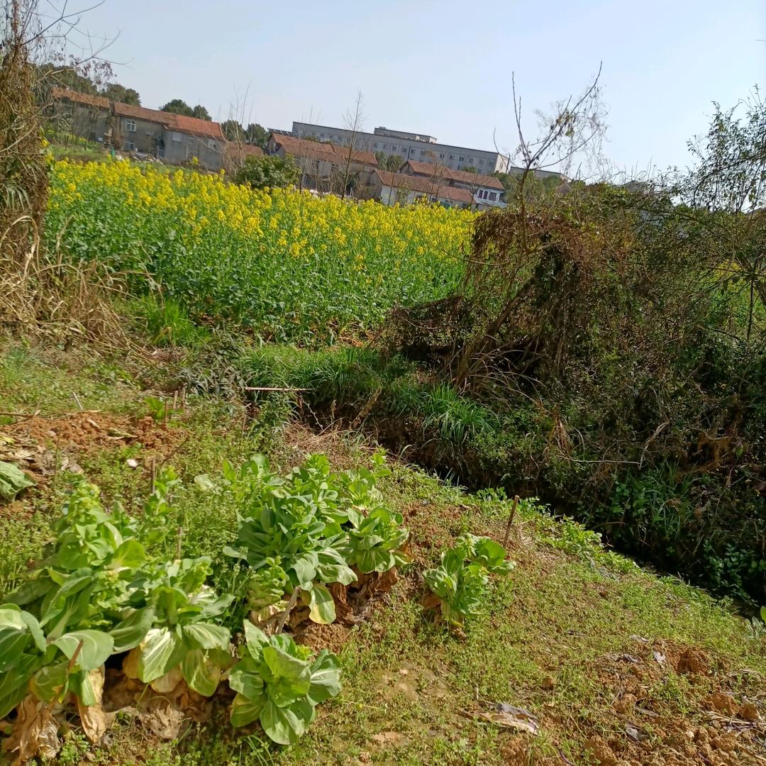 静静的三月（88）