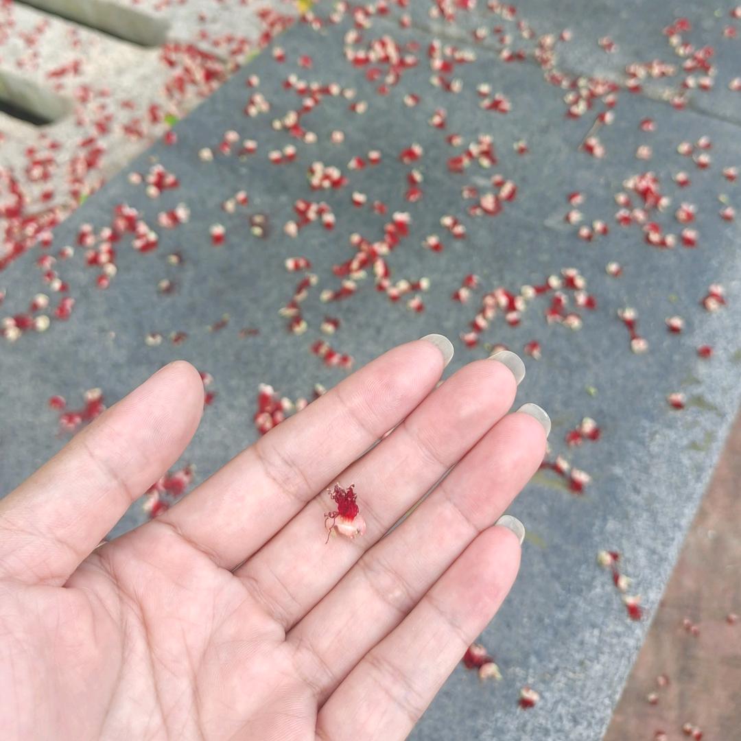 媛yuan