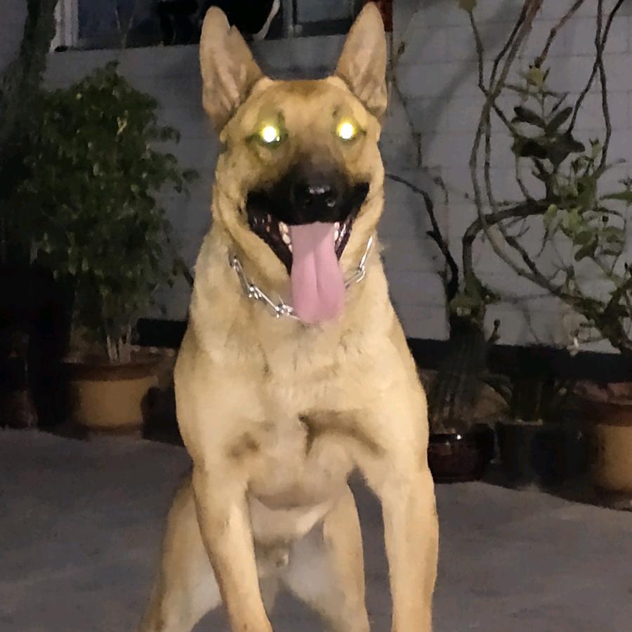 徐徐向上ckumc工作犬