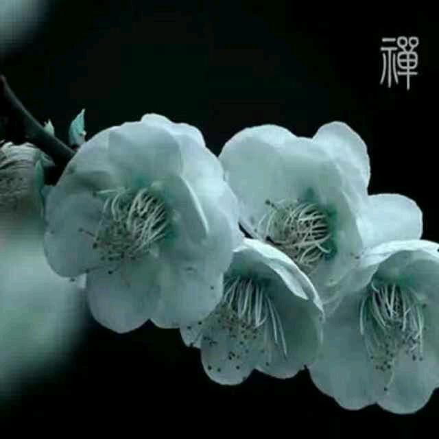 杀猪哥