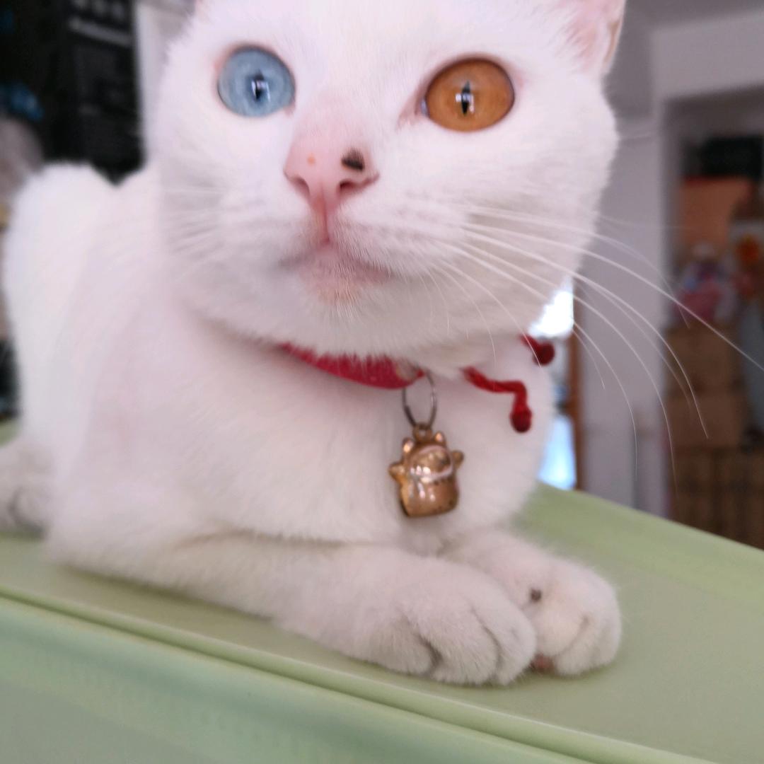 璐