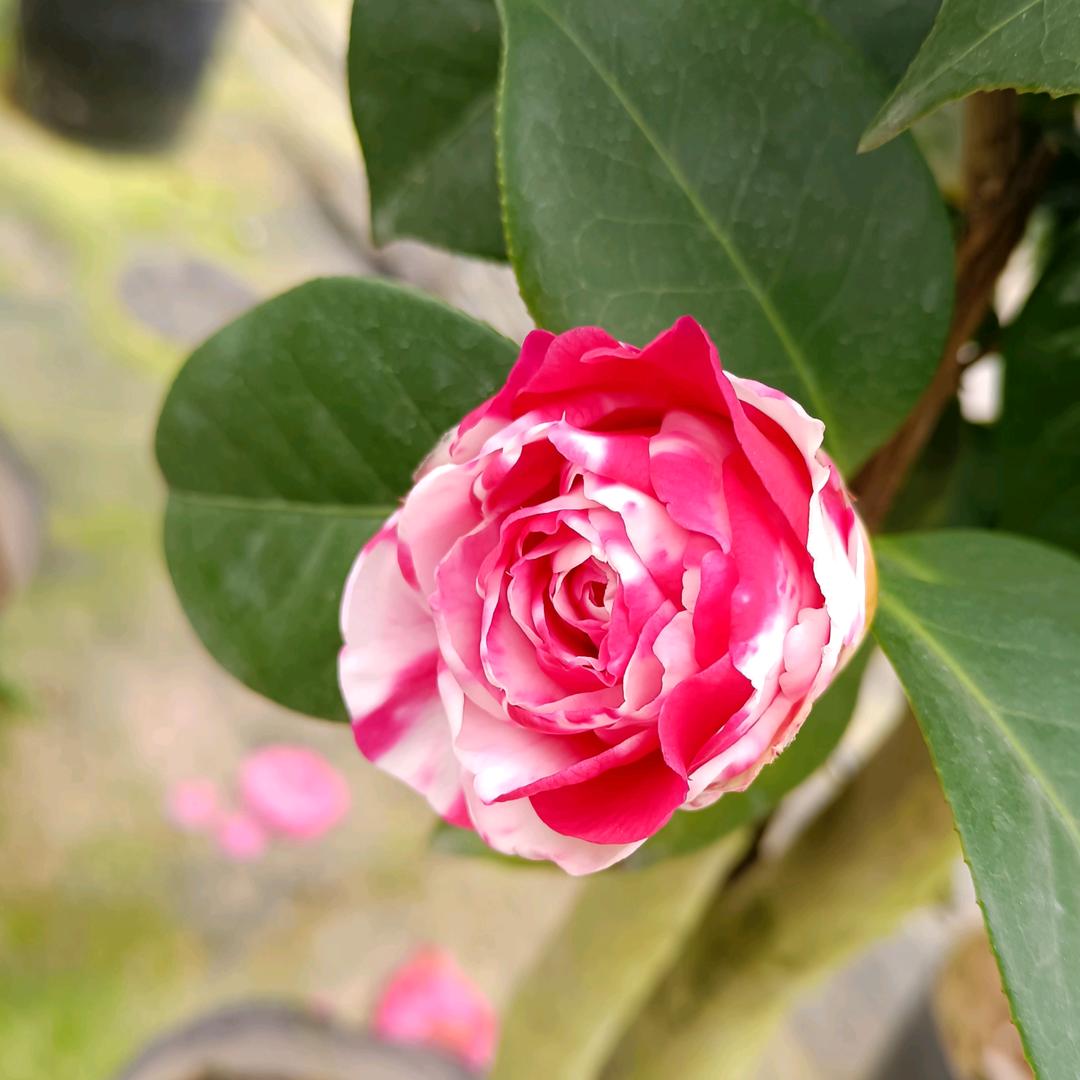 永福花香苑