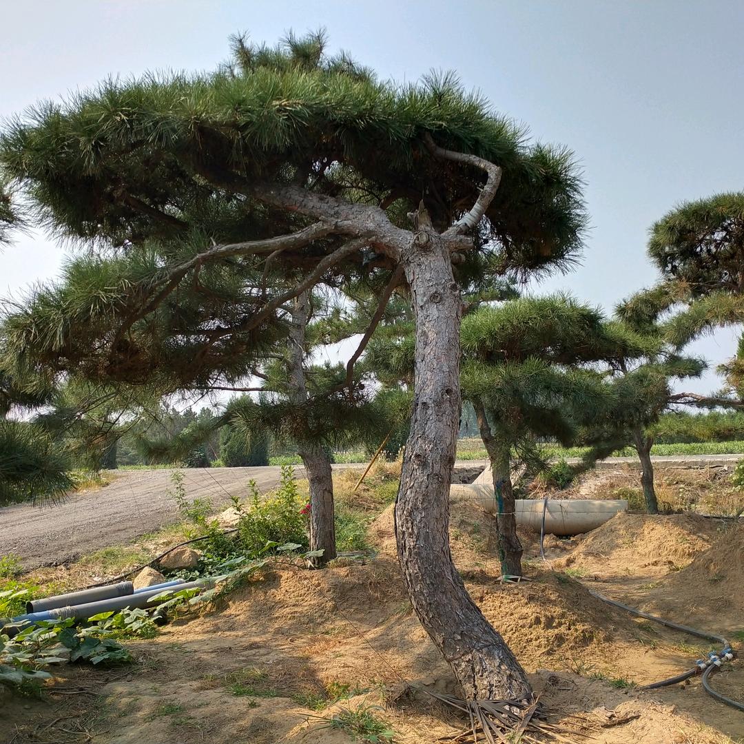 合富松园