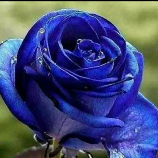沙仑玫瑰🌹 好运🌹 永相随