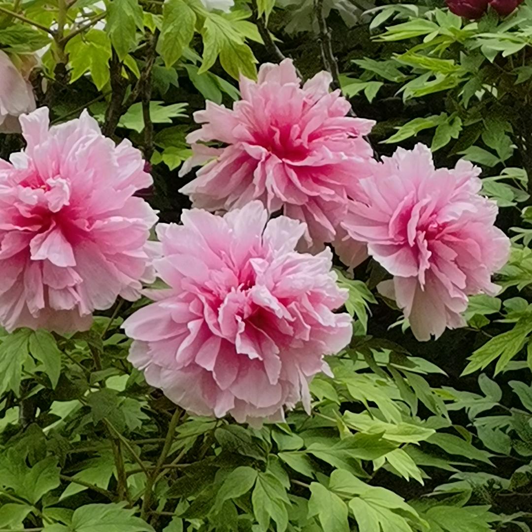 么么哒🌷🌴🌏