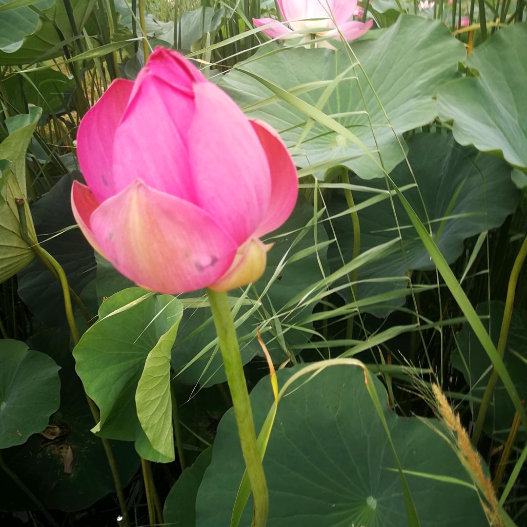 用梅子户9554464065553