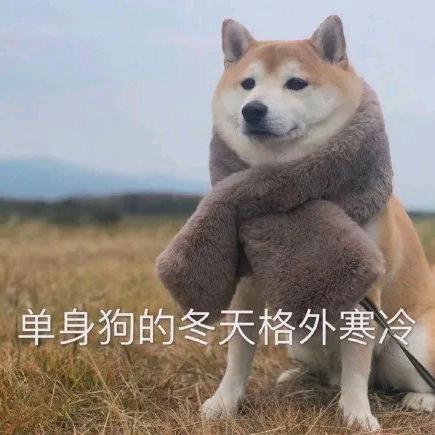 横空出世一颗豆