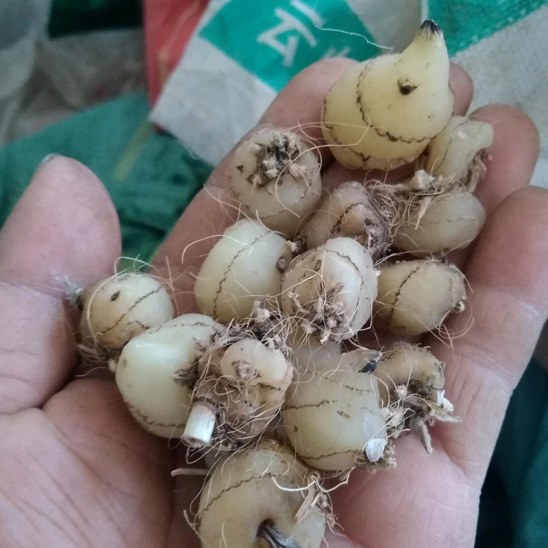 毛惹茹