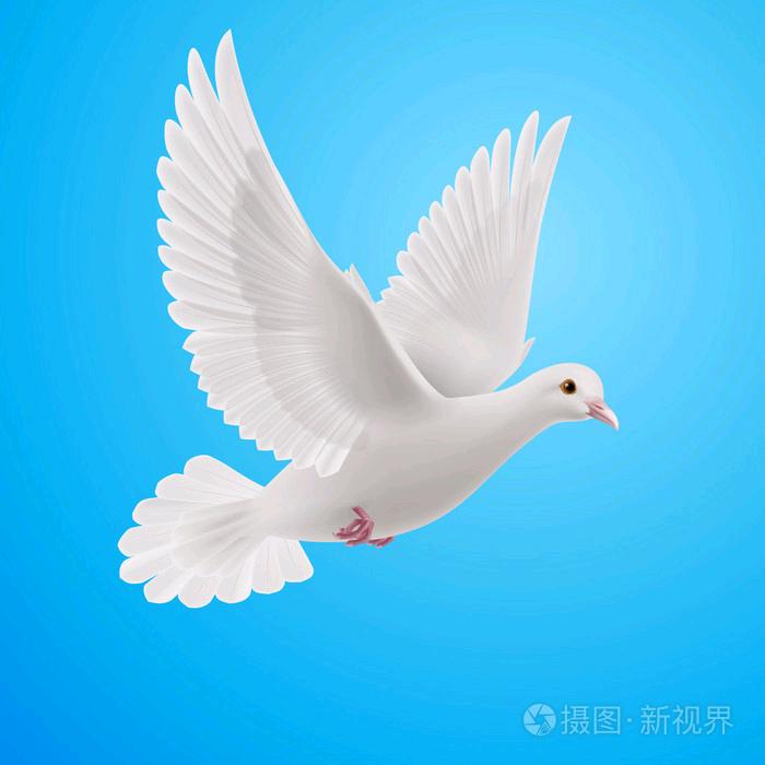 霞姐说鸽(新乡欧牧德)