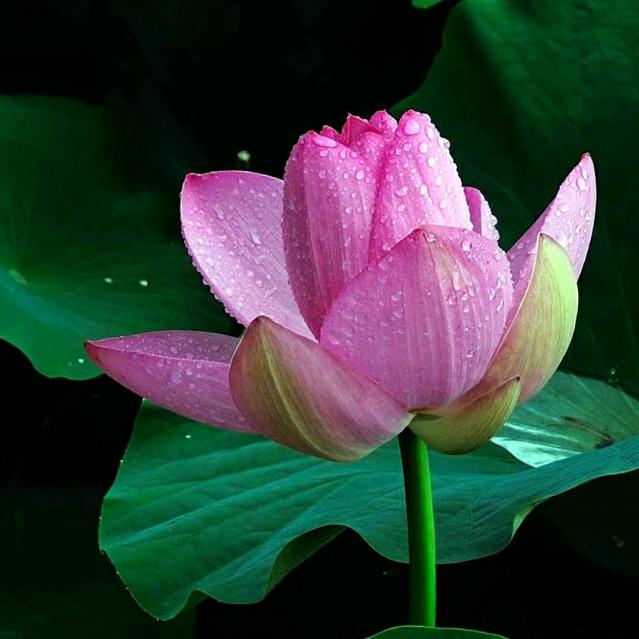 子明奶奶